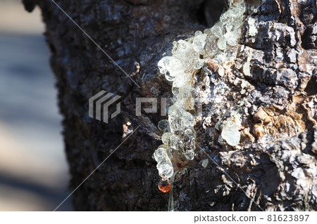 Fir tree resin 81623897