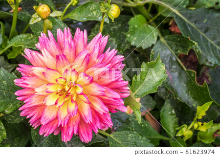 sunset dahlia flower 81623974