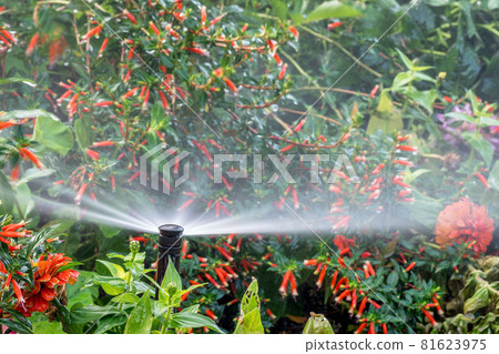 water sprinkler in flower garden water sprinkler in flower garden 81623975