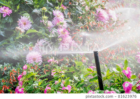 water sprinkler in flower garden 81623976