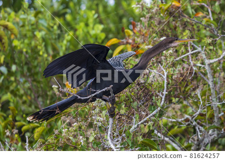 Photograph of an Anhinga bird standing in a tree in the Everglades Photograph of an Anhinga bird standing in a tree in the Everglades 81624257