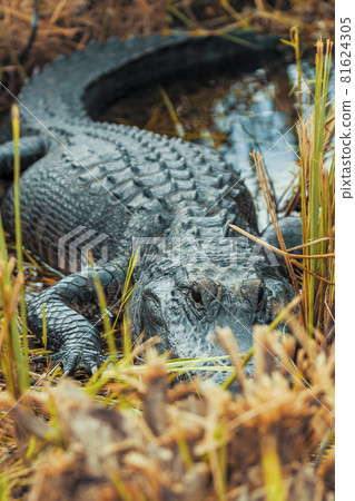 Photograph of an Alligator on land in the Everglades 81624305
