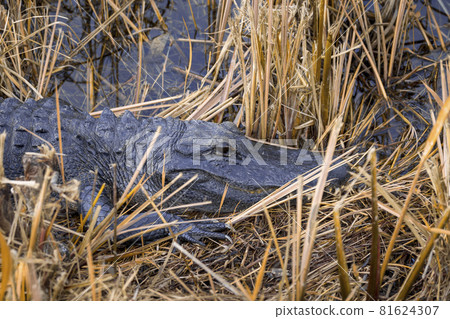 Photograph of an Alligator on land in the Everglades 81624307