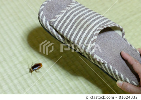 Cockroach hit with slipper 81624332