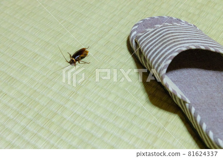 Cockroach hit with slipper 81624337