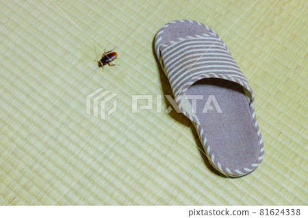 Cockroach hit with slipper 81624338