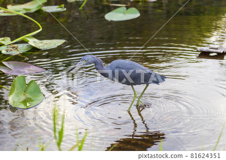 Photograph of a Little Blue Heron bird in the Everglades Photograph of a Little Blue Heron bird in the Everglades 81624351