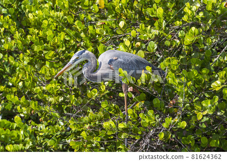 Photograph of a Great Blue Heron bird in the Everglades 81624362