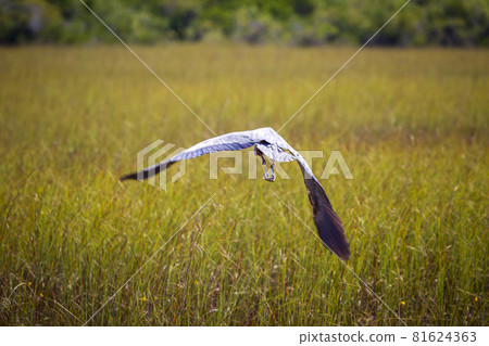 Photograph of a Great Blue Heron bird in the Everglades 81624363