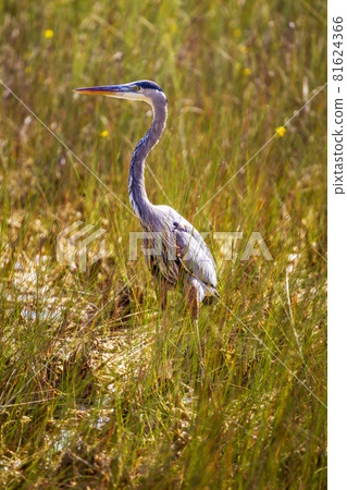 Photograph of a Great Blue Heron bird in the Everglades Photograph of a Great Blue Heron bird in the Everglades 81624366