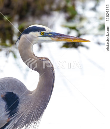 Photograph of a Great Blue Heron bird in the Everglades Photograph of a Great Blue Heron bird in the Everglades 81624383