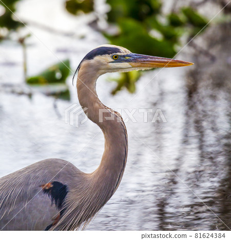 Photograph of a Great Blue Heron bird in the Everglades Photograph of a Great Blue Heron bird in the Everglades 81624384
