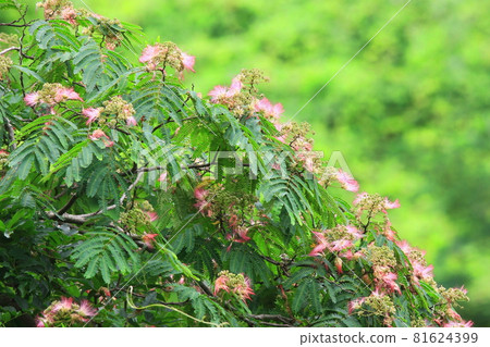 粉紅色的花朵在新鮮的綠色植物的襯托下顯得格外引人注目 81624399