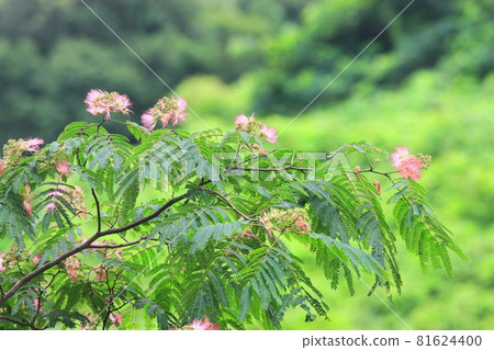 粉紅色的花朵在新鮮的綠色植物的襯托下顯得格外引人注目 81624400