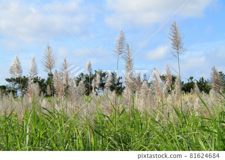 Sugarcane flowers: a seasonal feature of autumn and winter in Okinawa Sugarcane flowers: a seasonal feature of autumn and winter in Okinawa 81624684