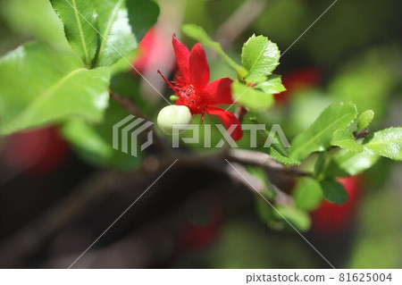 Mickey Mouse tree, red calyx and young fruit 81625004