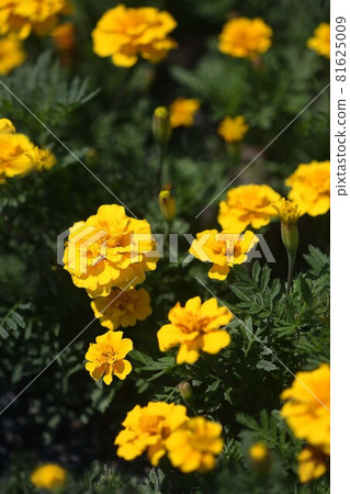 Mary gold yellow flower 81625009