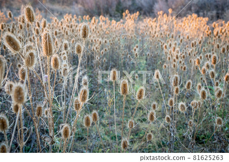 dry thistle field at fall sunset 81625263