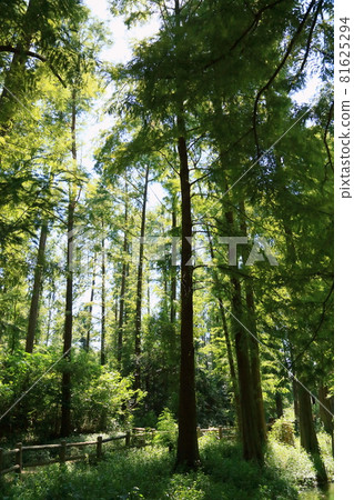 水杉森林 水杉森林 81625294