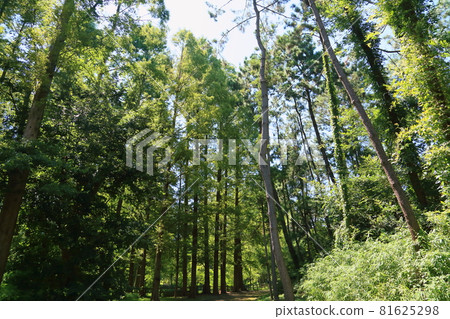 Metasequoia Forest Metasequoia Forest 81625298