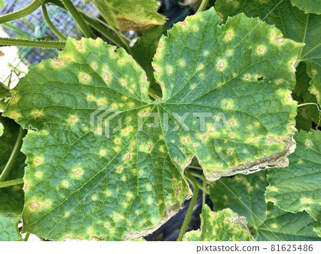 Downy Mildew (Cucumber Leaves) 81625486