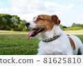 Blue sky, grass and dog 81625810