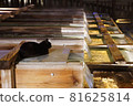 A black cat gazing at the hot spring water flowing into the Yubatake hot springs of Kusatsu Onsen 81625814