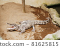 A crocodile waiting for food with its mouth wide open on the sand 81625815