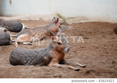 Mara reexamines life in the sandbox 81625821