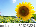 Blue sky and sunflower fields at Aichi Ranch 81625829