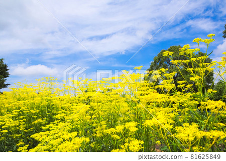 Herd of Joro flowers Herd of Joro flowers 81625849