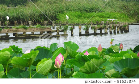 棲息在木樁上的蒼鷺和古老的荷花【伊佐沼公園】/埼玉縣川越市 81625874