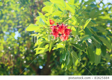 American Flower of Deigo American Flower of Deigo 81625884