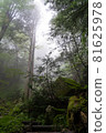 霧森林 81625978