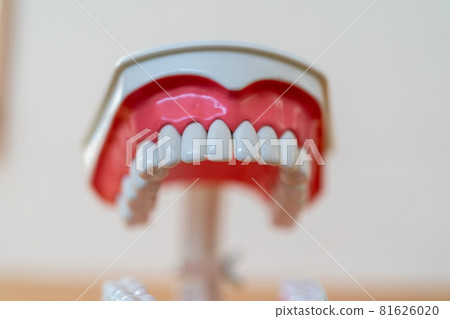 Tooth 81626020