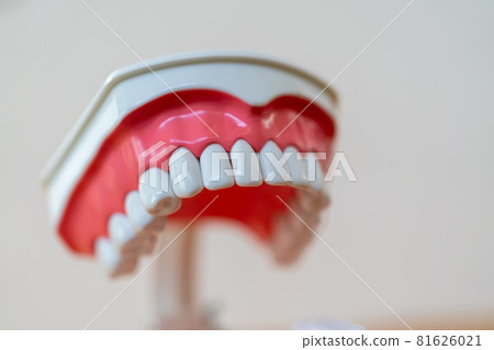 Tooth 81626021