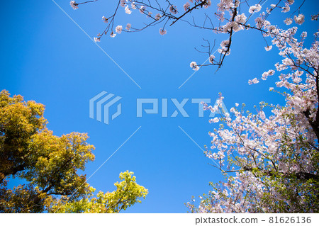 Simple material of cherry blossoms and blue sky 81626136