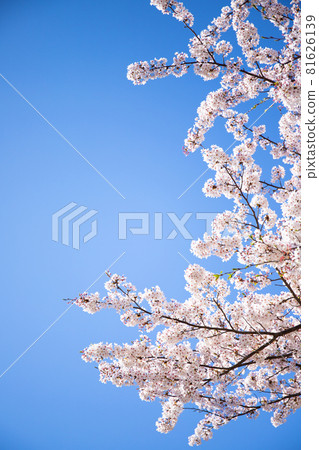 Simple material of cherry blossoms and blue sky 81626139