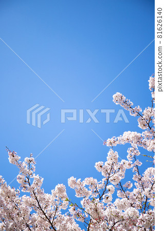 櫻花和藍天的簡單材料 81626140