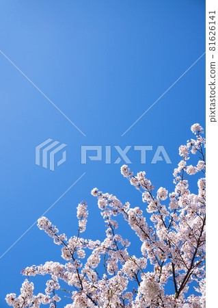 Simple material of cherry blossoms and blue sky Simple material of cherry blossoms and blue sky 81626141