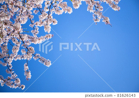 Simple material of cherry blossoms and blue sky Simple material of cherry blossoms and blue sky 81626143