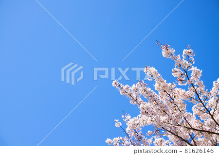 Simple material of cherry blossoms and blue sky 81626146