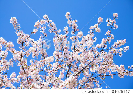 櫻花和藍天的簡單材料 81626147