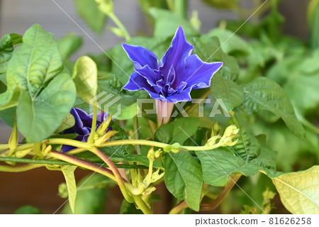 Changed Morning Glory 629 81626258