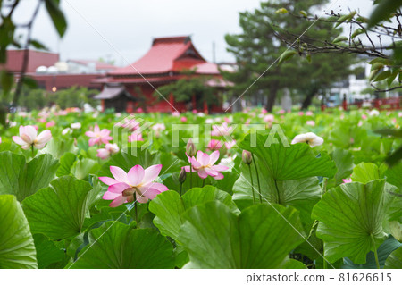Lotus flower in Saruga Park 81626615