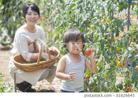 Parents and children harvesting tomatoes in the house Parents and children harvesting tomatoes in the house 81626645