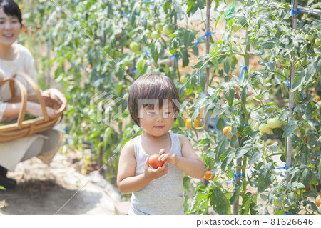 Parents and children harvesting tomatoes in the house Parents and children harvesting tomatoes in the house 81626646