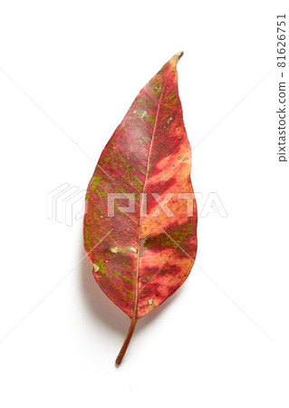 Eucalyptus leaves Eucalyptus leaves 81626751