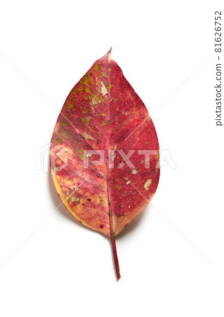 Eucalyptus leaves Eucalyptus leaves 81626752