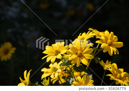 Tears of the bloom Tears of the bloom 81626779